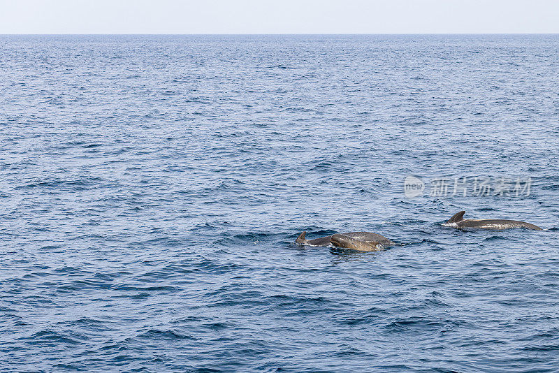 一群领航鲸(Globicephala melas)，包括一只幼鲸，在风景秀丽的安第斯山脉海岸附近的挪威海凉爽、有条理的水域中航行